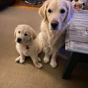 Meet your Posher, Susan